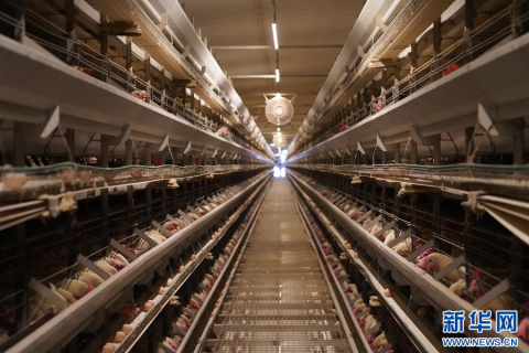 江西芦溪：智能化养殖增效益