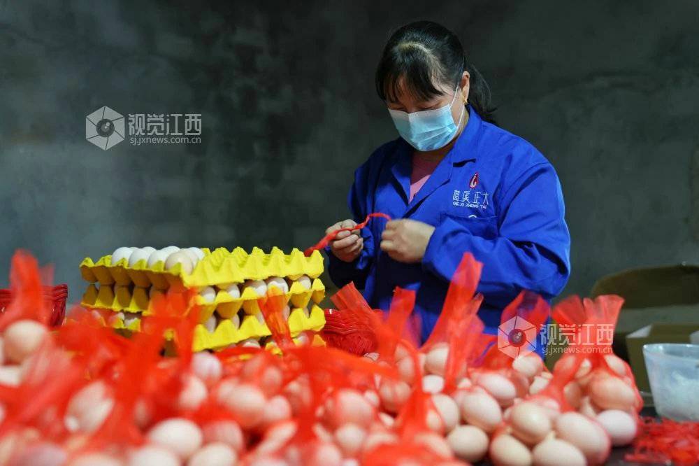 江西芦溪：数字赋能 蛋鸡养殖