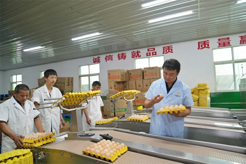 江西芦溪：蛋鸡数字养殖助农增收