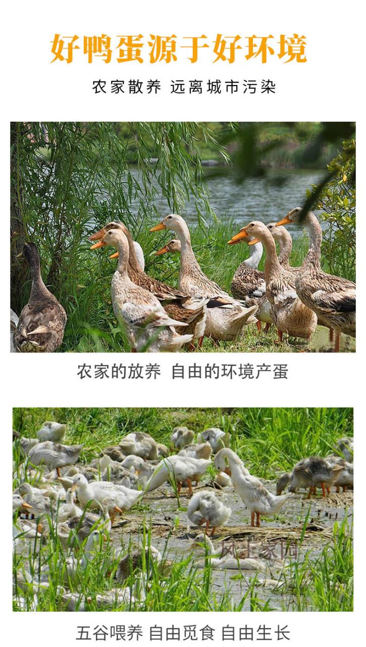 葛溪正太松花蛋
